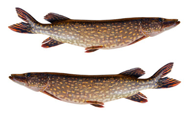 Pike isolateld on white background with clipping path. Big live pike fish isolated over white background.