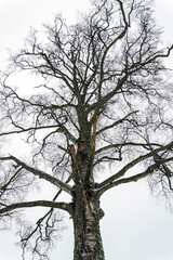 Lone birch against the sky