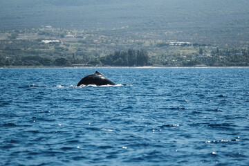 Fototapeta premium a large whale in the water