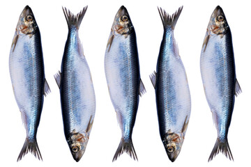 Set herring fish isolated on white background. Frozen group of fish. iced atlantic fish. Herrings....