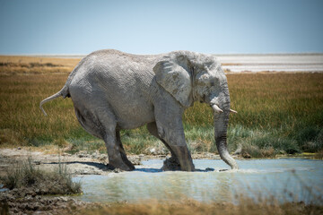 African bush elephant wades into grassy waterhole