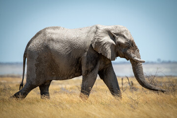 African bush elephant strides through long grass