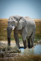 African bush elephant wading through grassy waterhole