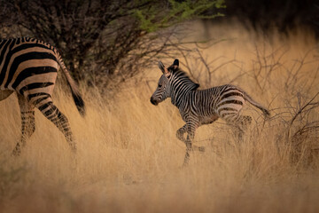 Fototapeta na wymiar Baby Hartmann mountain zebra chases after mother