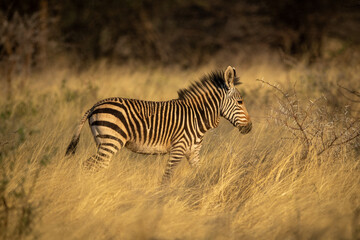 Fototapeta na wymiar Baby Hartmann mountain zebra walks through grass
