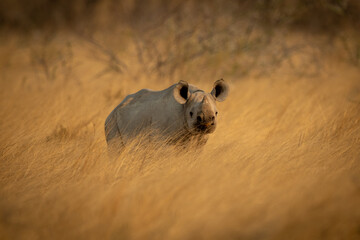 Baby black rhino in grass watching camera © Nick Dale