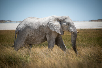 Fototapeta na wymiar African bush elephant walking through tall grass