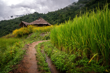 Fototapeta premium Rice fields in Thailand