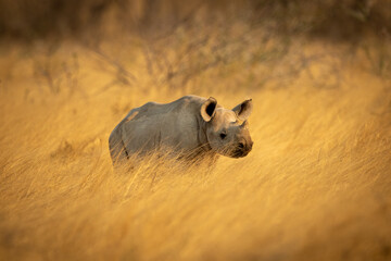Baby black rhino stands in tall grass