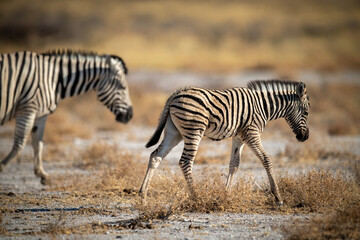 Fototapeta na wymiar Baby plains zebra crosses pan with mother
