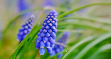 Muscari botryodes flowers in nature, soft focus, art lens