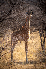 Baby southern giraffe stands staring in bushes