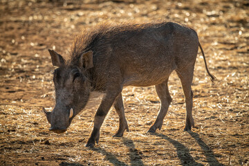 Backlit common warthog walks across sunlit scrub
