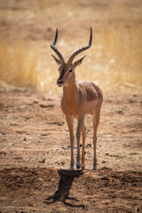 Naklejka na ściany i meble Backlit male common impala stands casting shadow
