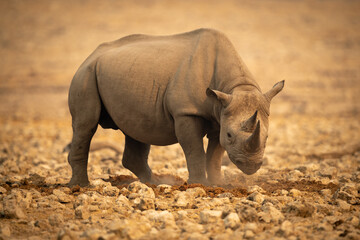Black rhino stands lowering head among rocks