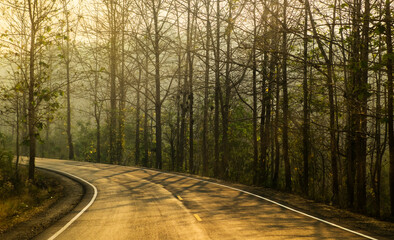 Fototapeta premium The road in the forest with morning light