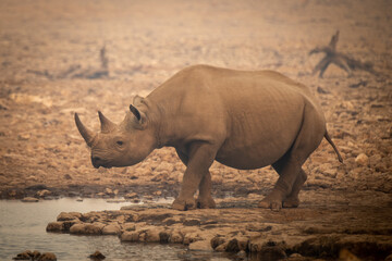 Obraz premium Black rhino walks towards waterhole in haze