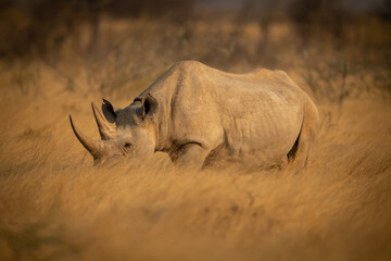 Black rhino walks through grass in sunshine © Nick Dale