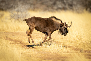 Black wildebeest gallops across track in sunshine