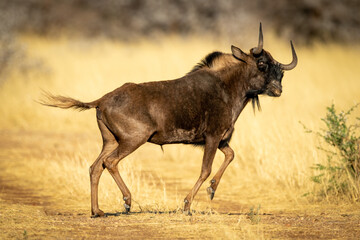 Black wildebeest gallops across track tossing head