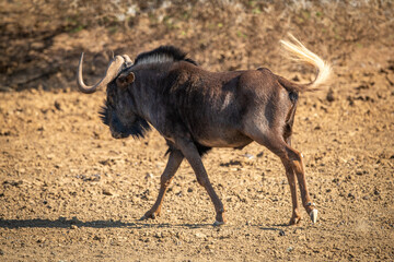 Black wildebeest crosses rocky pan swishing tail
