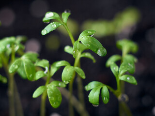 Young seedlings with drops closeup.