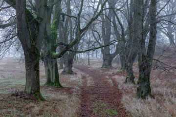 Allee mit alten Bäumen im Nebel in Bayern