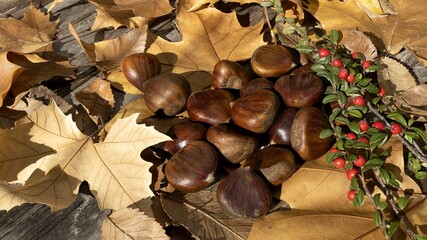 Autumn chestnuts with dry leaves and red forest berries, natural light on wooden background