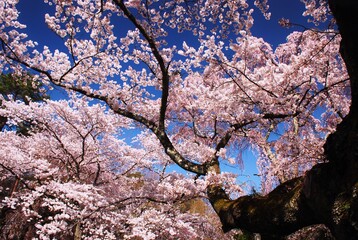 青空に映える満開の桜