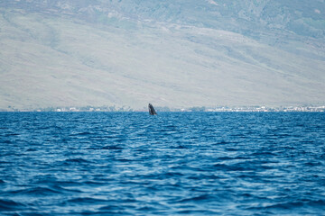 Obraz premium a sailboat in the ocean