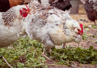 Free range chicken on a farm.