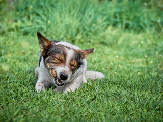 Funny dog on the field.