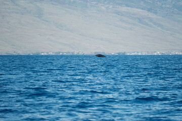 Fototapeta premium a large body of water with a large island in the distance