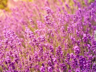 Lavender flowers in flower garden.