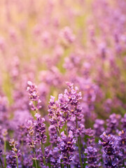 Soft focus on lavender flowers.