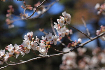 Obraz premium cherry blossom