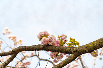 飛鳥山公園の里桜