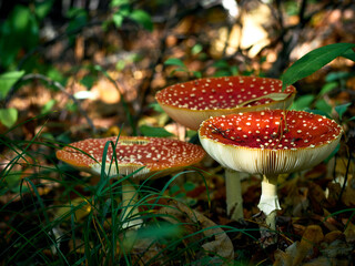 Fly agaric in the autumn forest.