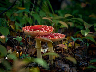 Fly agaric in the autumn forest.