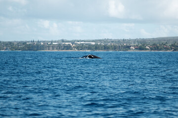 a whale in the water