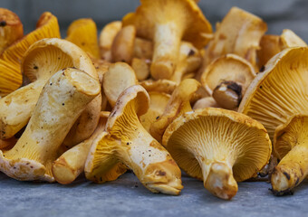 Fresh yellow chanterelle edible mushrooms.