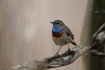 Bluethroat
