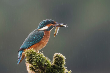 kingfisher
