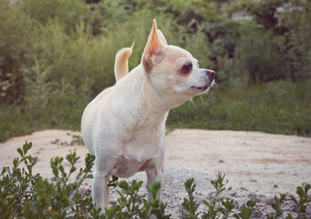 Little dog with big eyes.