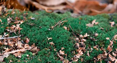 Forest moss green close-up. Macrophotography