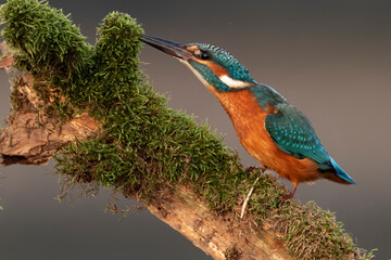 kingfisher