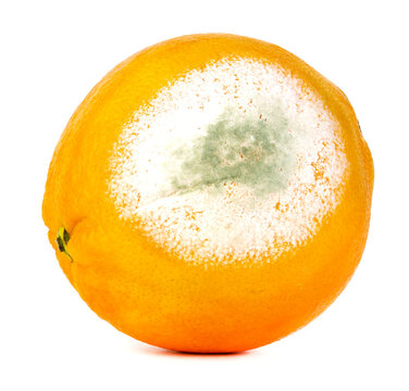 Rotten orange isolated on a white background. Macro photos with a large depth of field