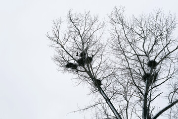 Nests of birds in the winter forest