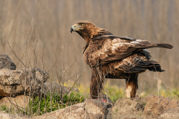 golden eagle
