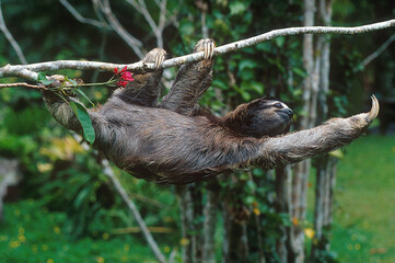 Fototapeta premium Brown-throated sloth